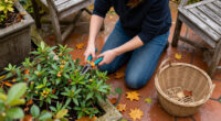 5 Shrubs To Prune In October For Healthier Growth And Better Blooms Next Year